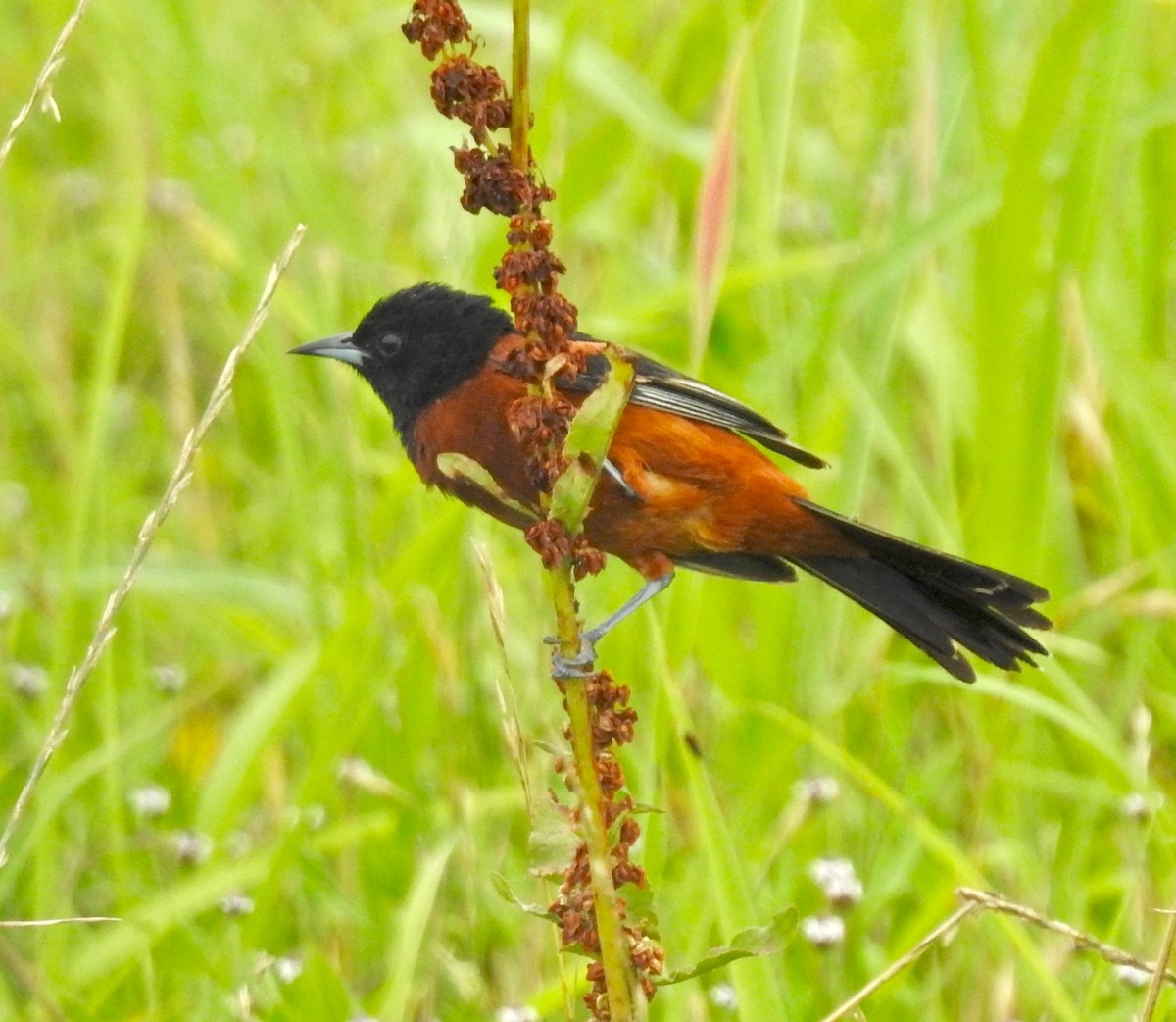 Orchard Oriole - ML103101401