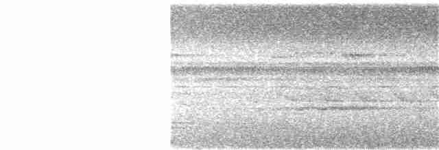 Salomonenfächerschwanz - ML103101491