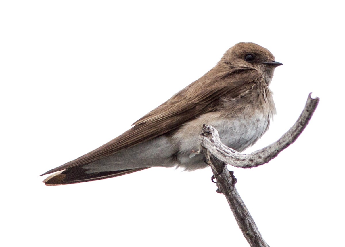 Northern Rough-winged Swallow - Marc Boisvert