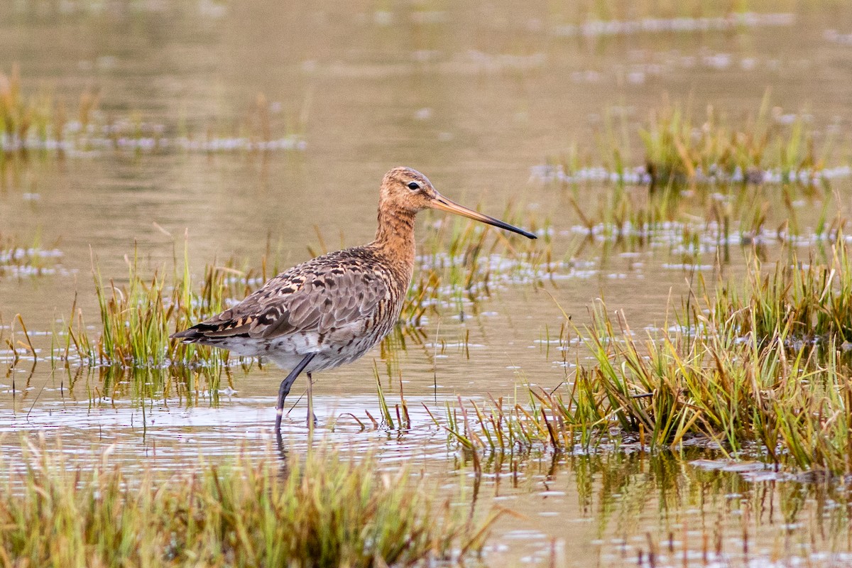 Black-tailed Godwit (melanuroides) - eBird
