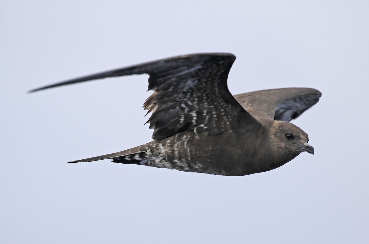 Long-tailed Jaeger - ML103104921