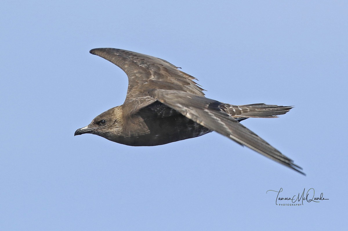 Long-tailed Jaeger - ML103105081