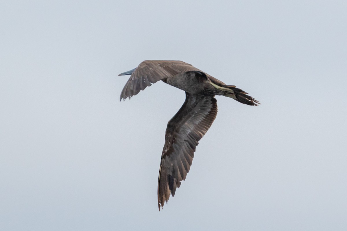 Brown Booby - ML103105651