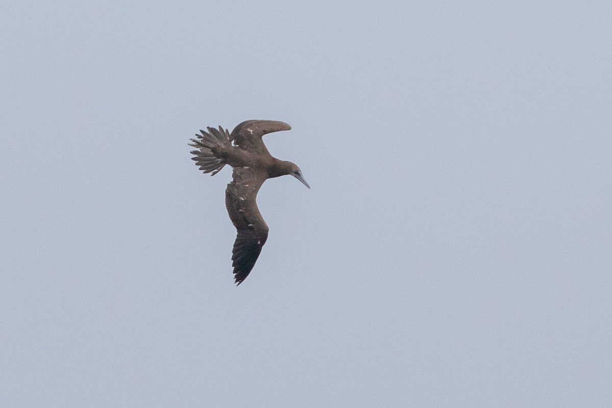 Brown Booby - ML103105671