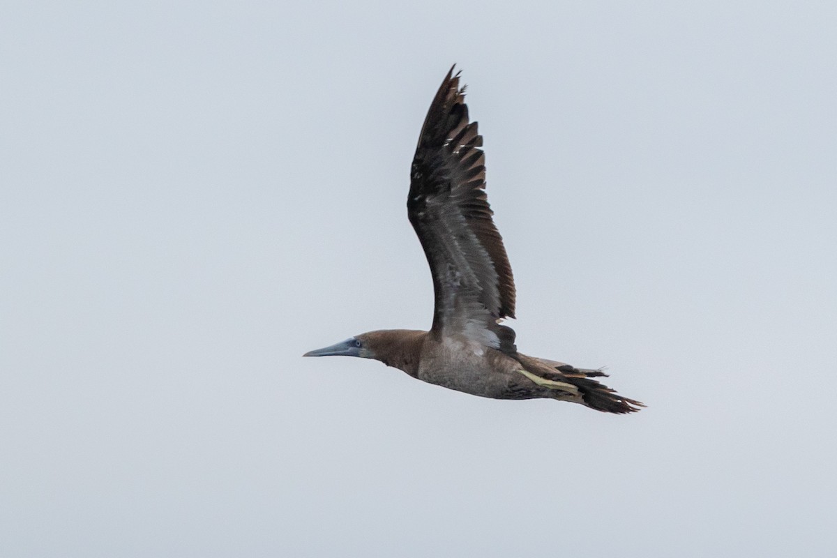 Brown Booby - ML103106331