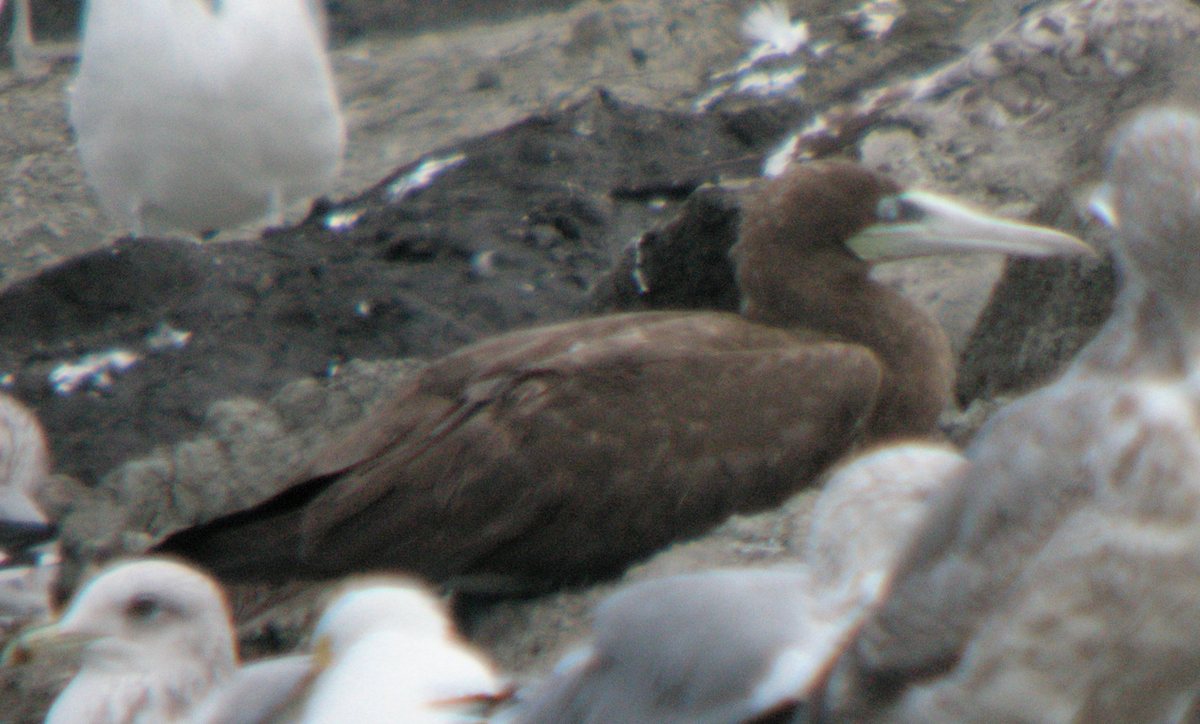 Brown Booby - ML103108101