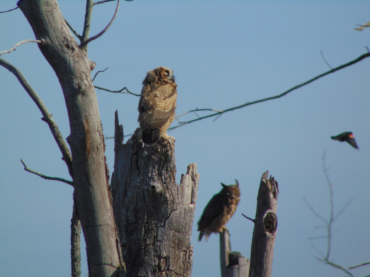 Great Horned Owl - ML103110821