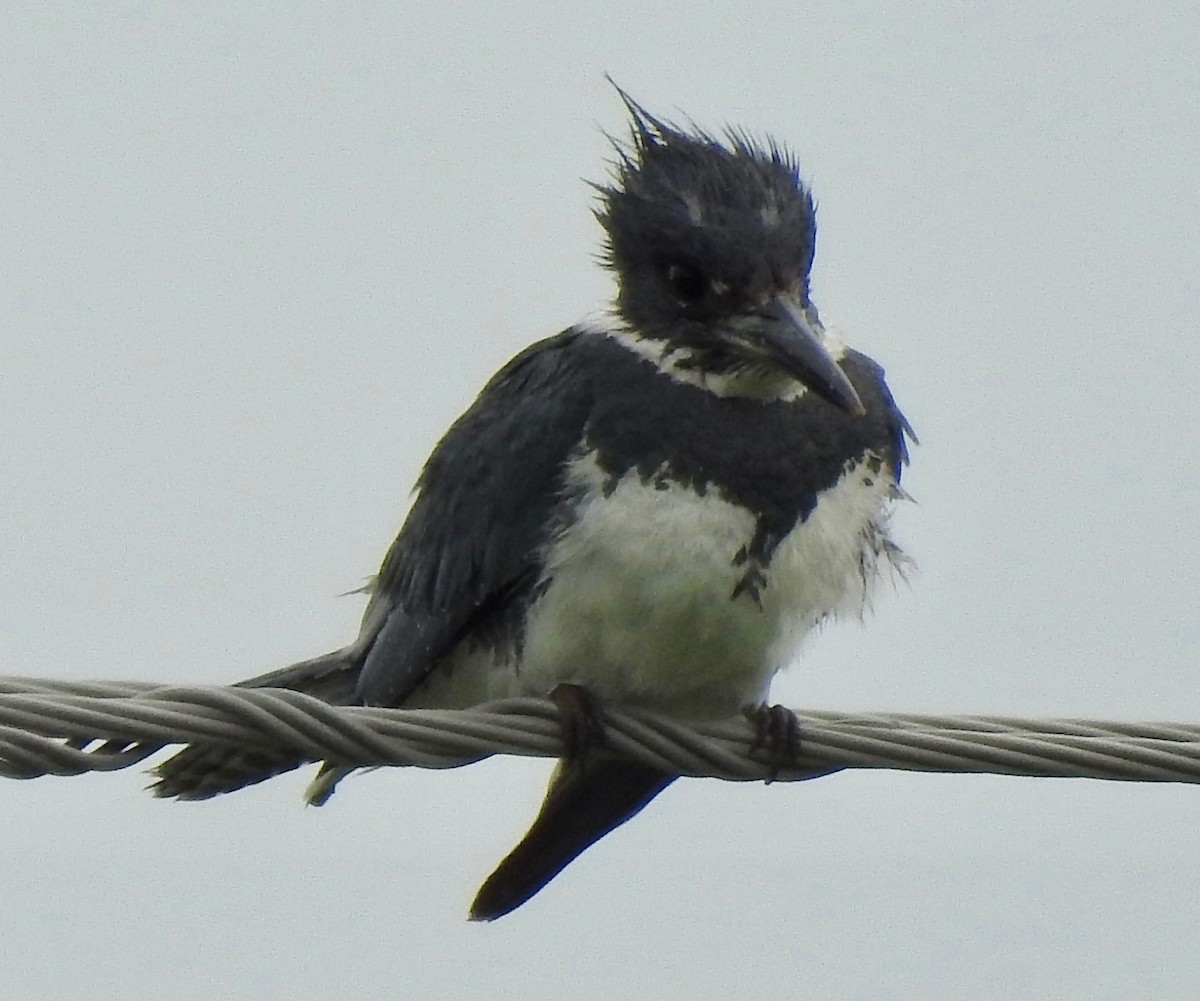 Belted Kingfisher - ML103113711