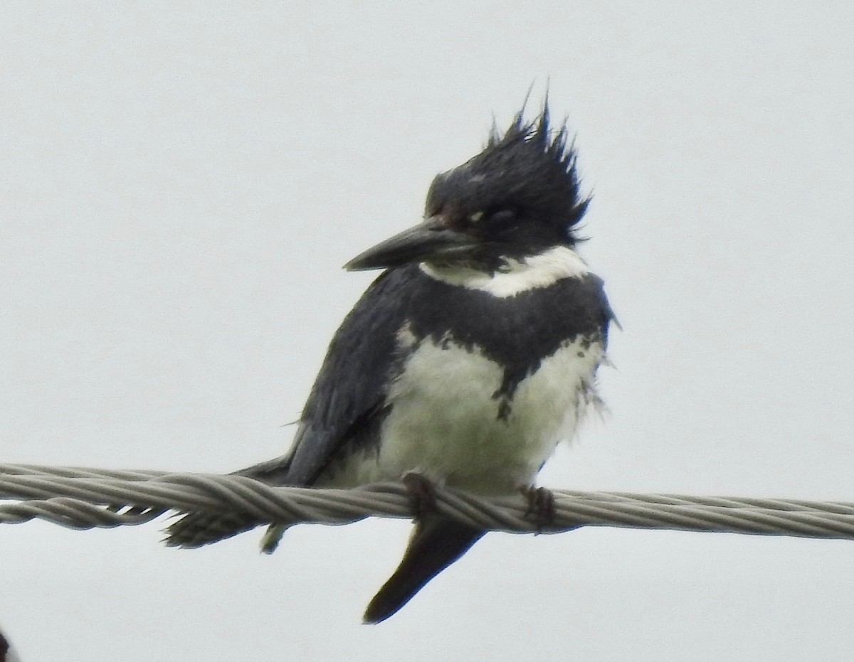 Belted Kingfisher - ML103113731