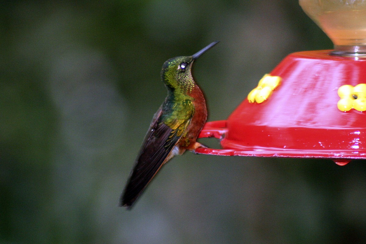 kolibřík dřišťálový - ML103116141