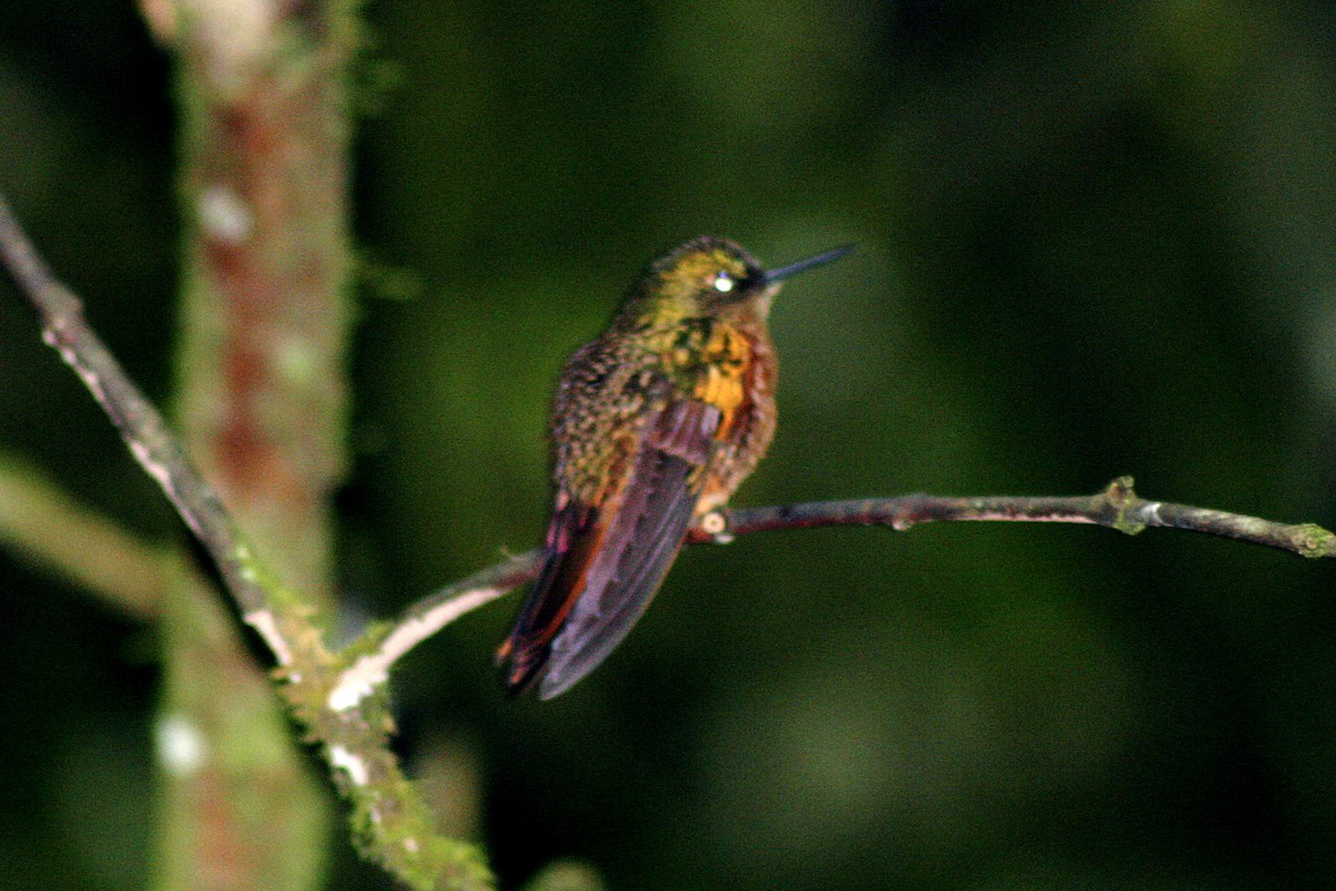 kolibřík duhovohřbetý - ML103116171