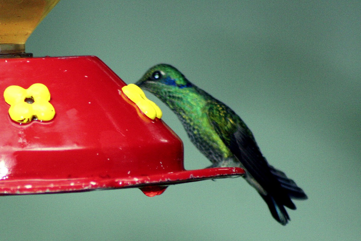 kolibřík modrouchý - ML103116201