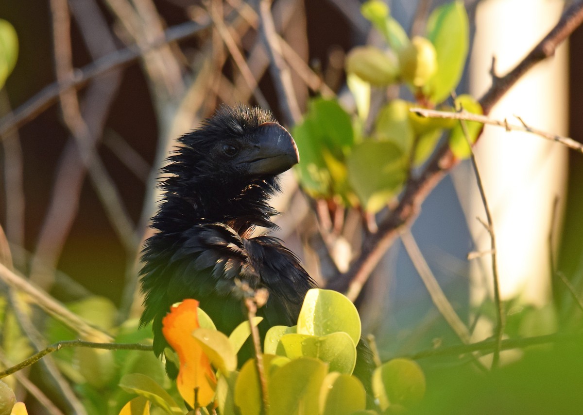 Smooth-billed Ani - Ryan O'Donnell
