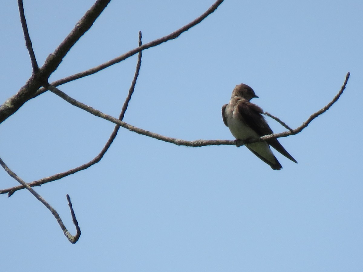 Northern Rough-winged Swallow - ML103121031