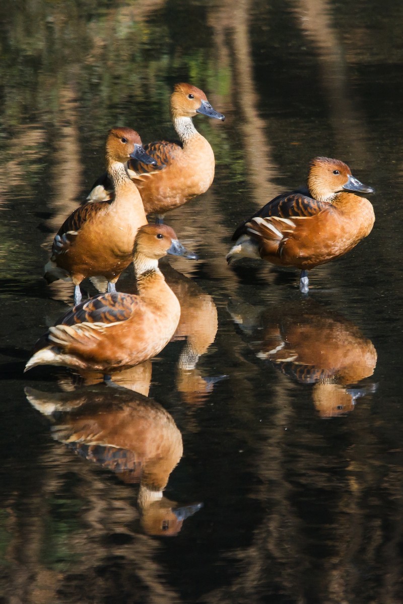 Fulvous Whistling-Duck - ML103125721