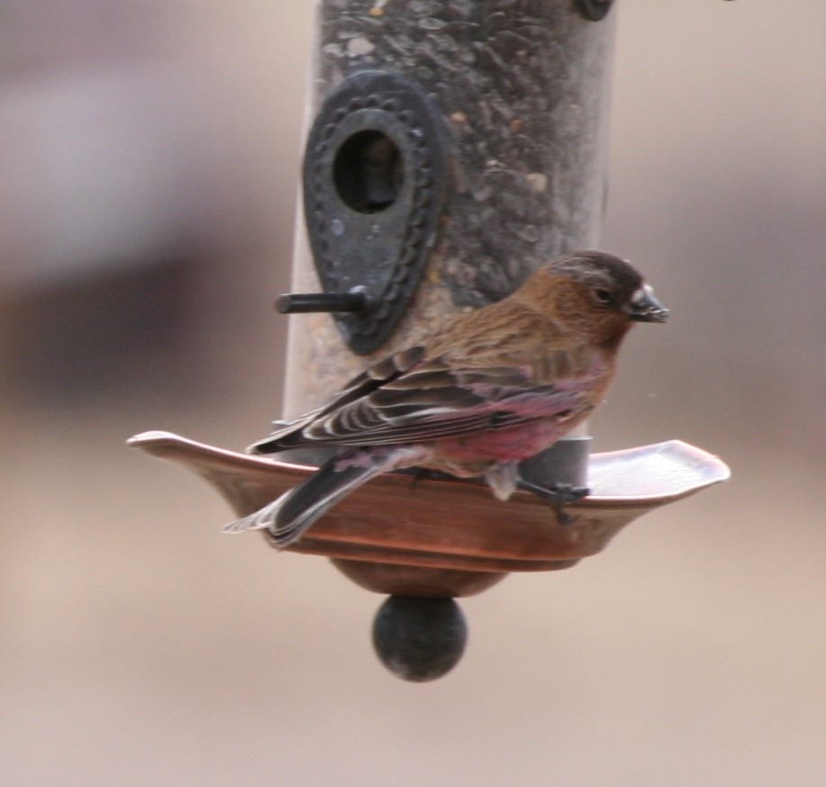 Brown-capped Rosy-Finch - ML103125911