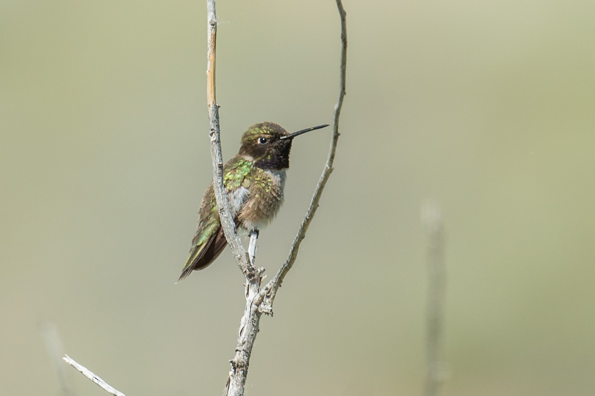 Black-chinned Hummingbird - Jeff Bleam