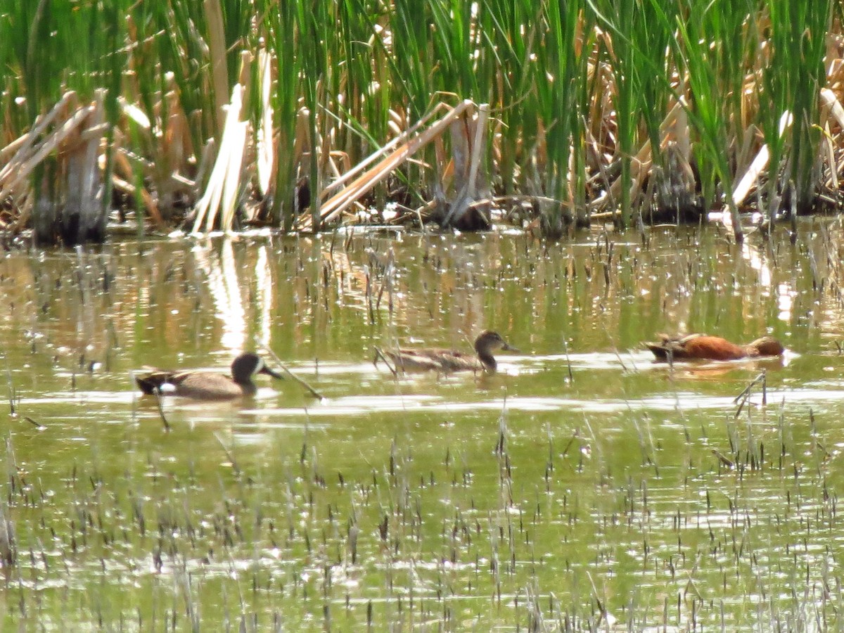 Blue-winged Teal - ML103128461