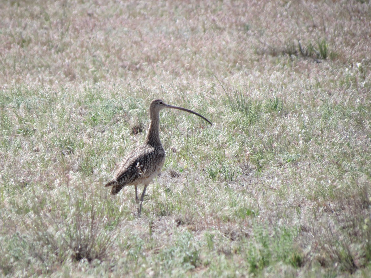 Long-billed Curlew - ML103128601