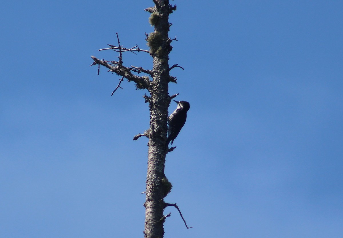 Black-backed Woodpecker - ML103129301