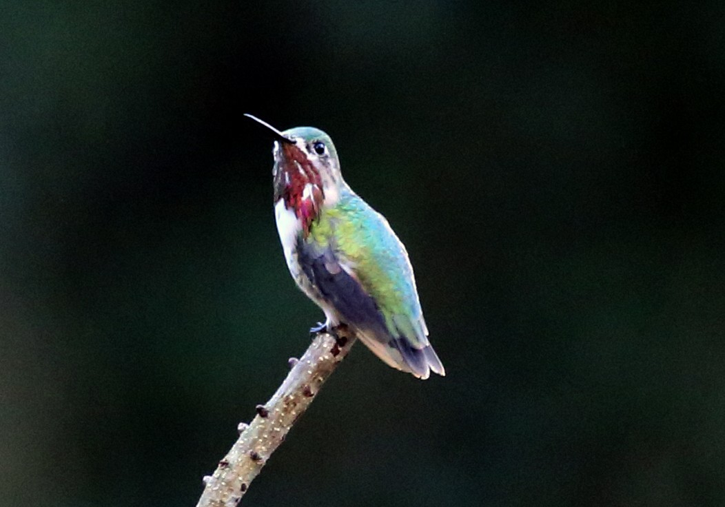 Calliope Hummingbird - ML103133491