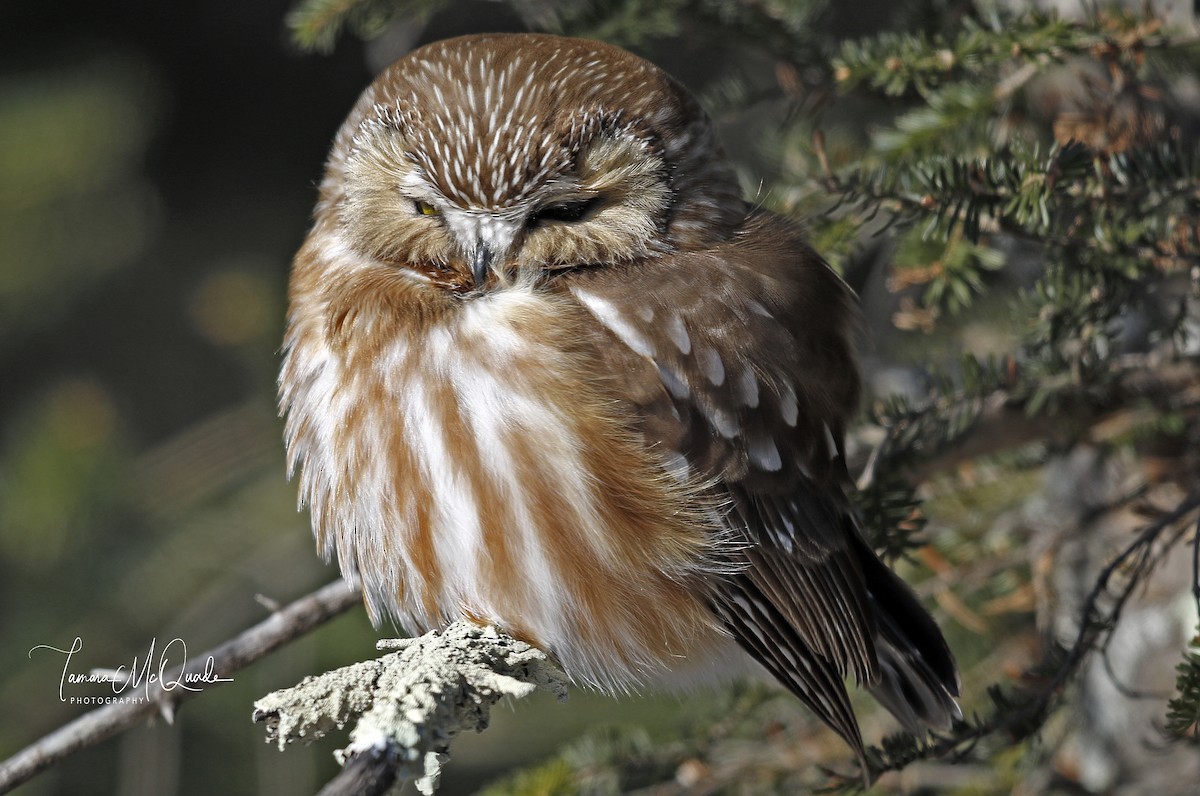 Northern Saw-whet Owl - Tammy McQuade