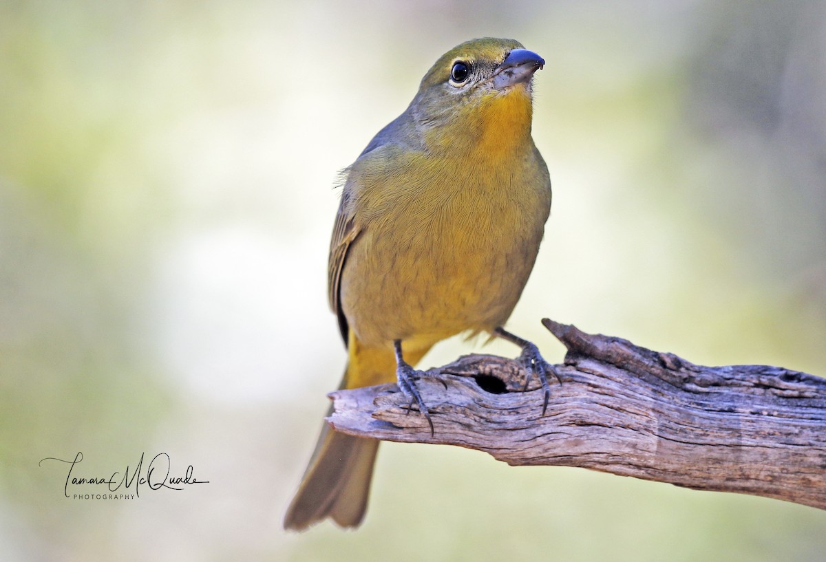 Hepatic Tanager (Northern) - Tammy McQuade