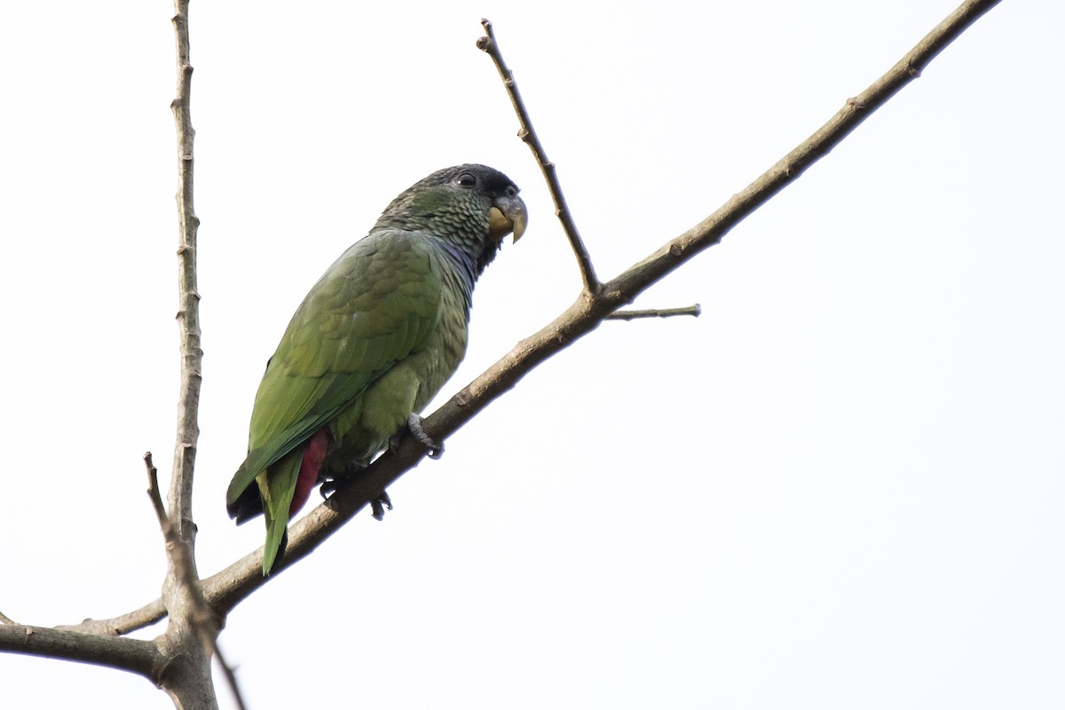 Scaly-headed Parrot - ML103139091