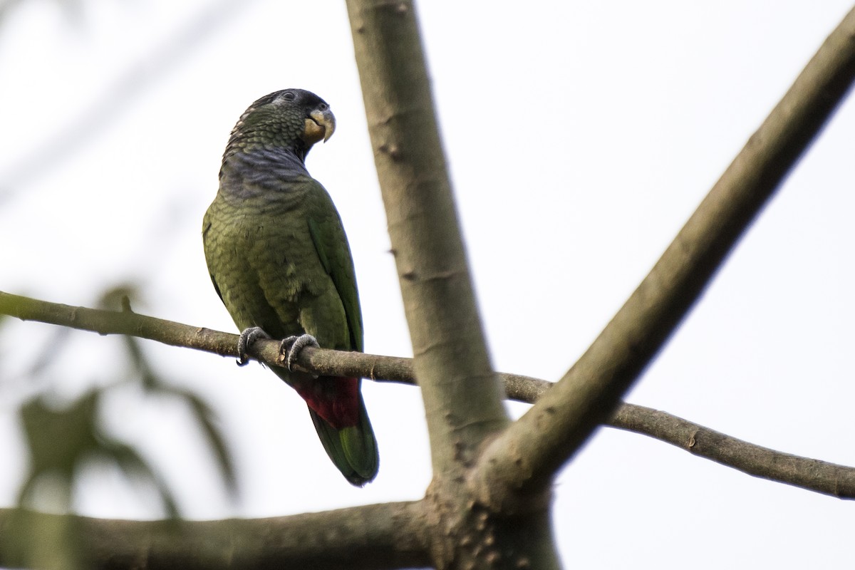 Scaly-headed Parrot - ML103139161