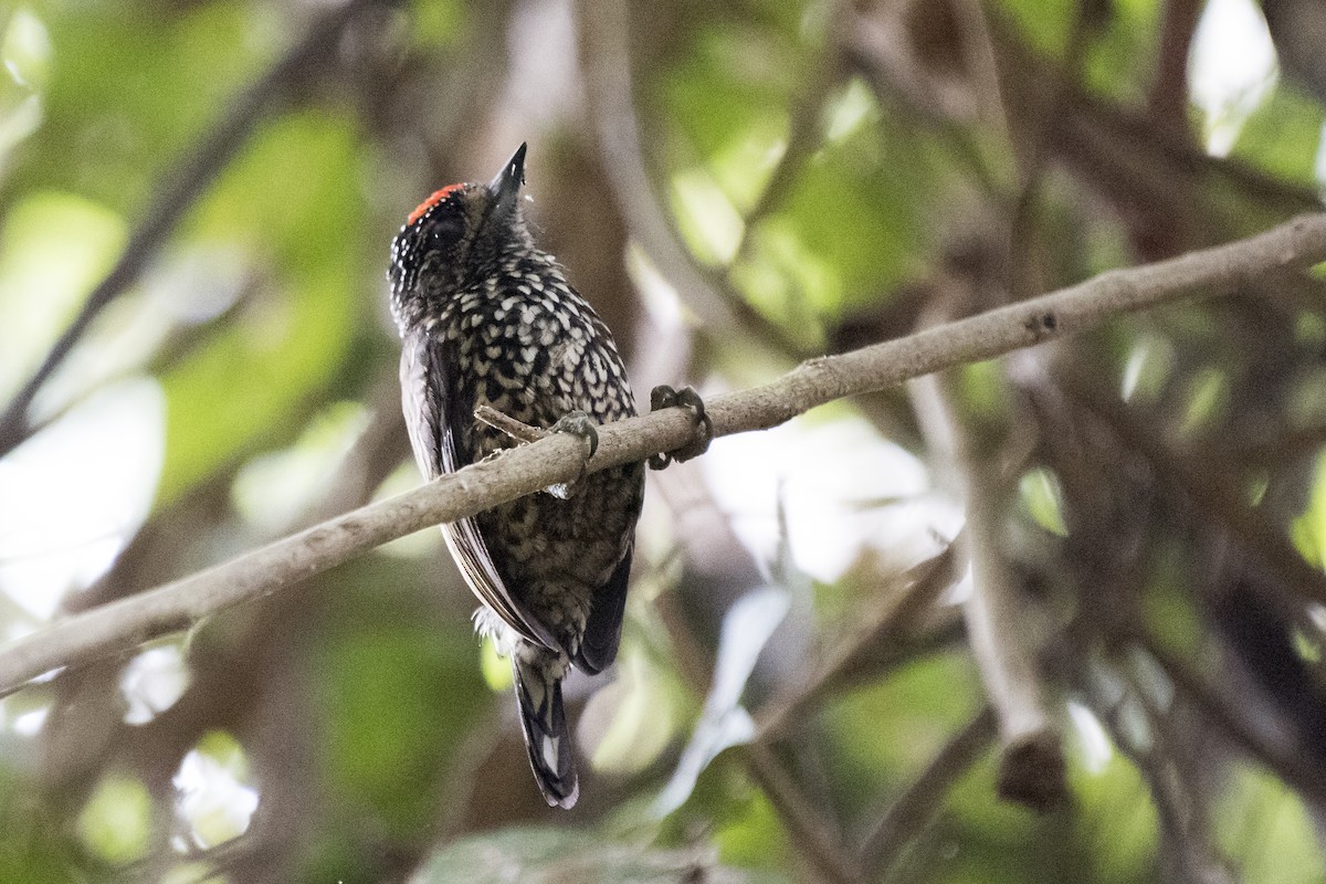 White-wedged Piculet - ML103139421