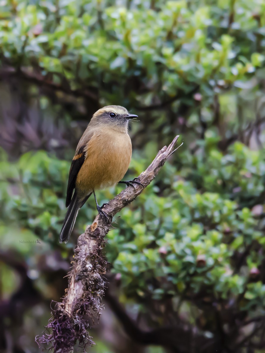 Brown-backed Chat-Tyrant - Nelson Gustavo Monteros
