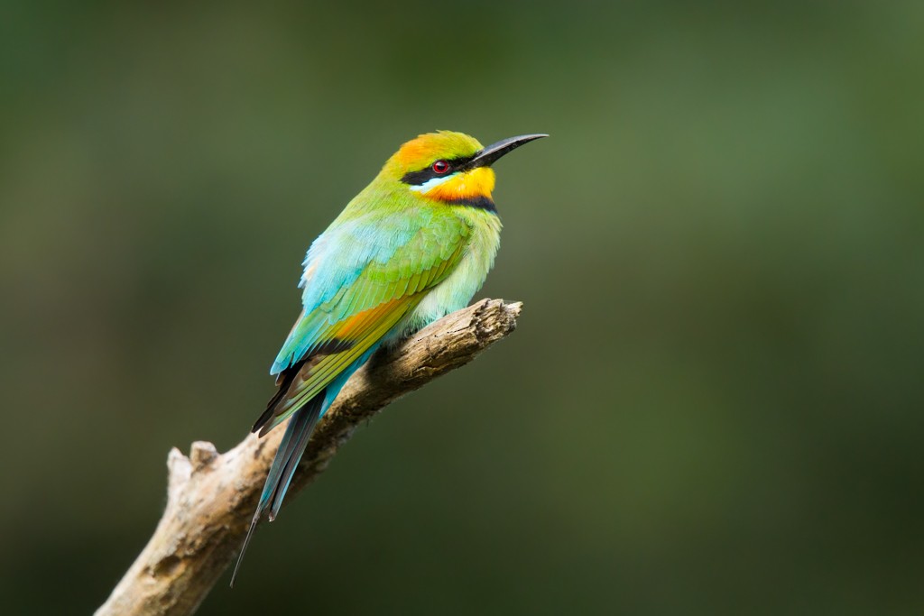 Rainbow Bee-eater - ML103140741