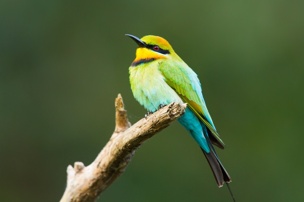 Rainbow Bee-eater - ML103140751