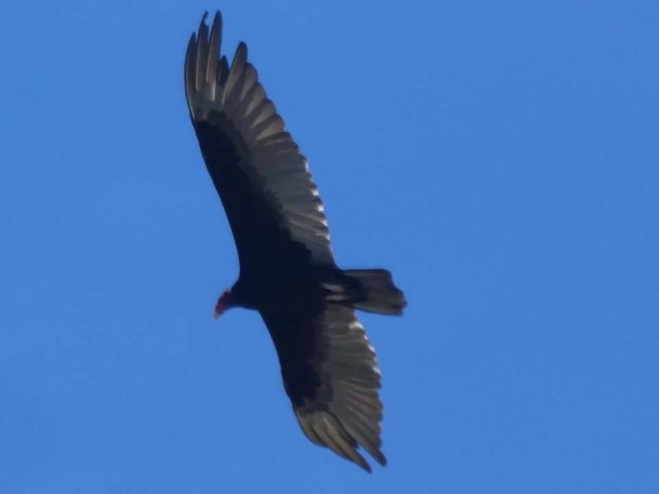 Turkey Vulture - TK Birder