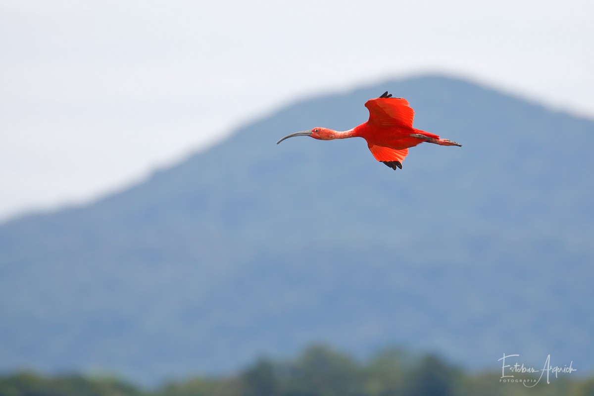 ibis rudý - ML103144381