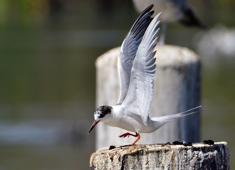 Forster's Tern - Roy Fisher
