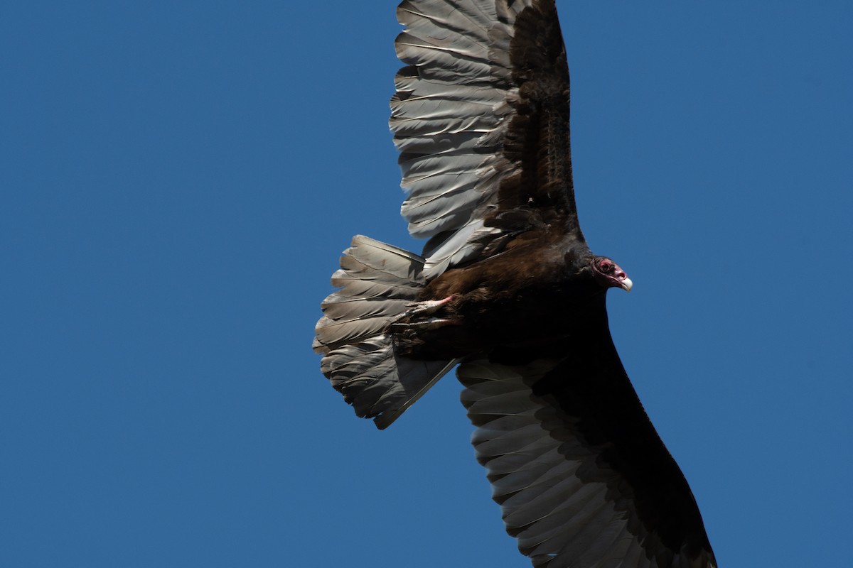 Turkey Vulture - ML103149591