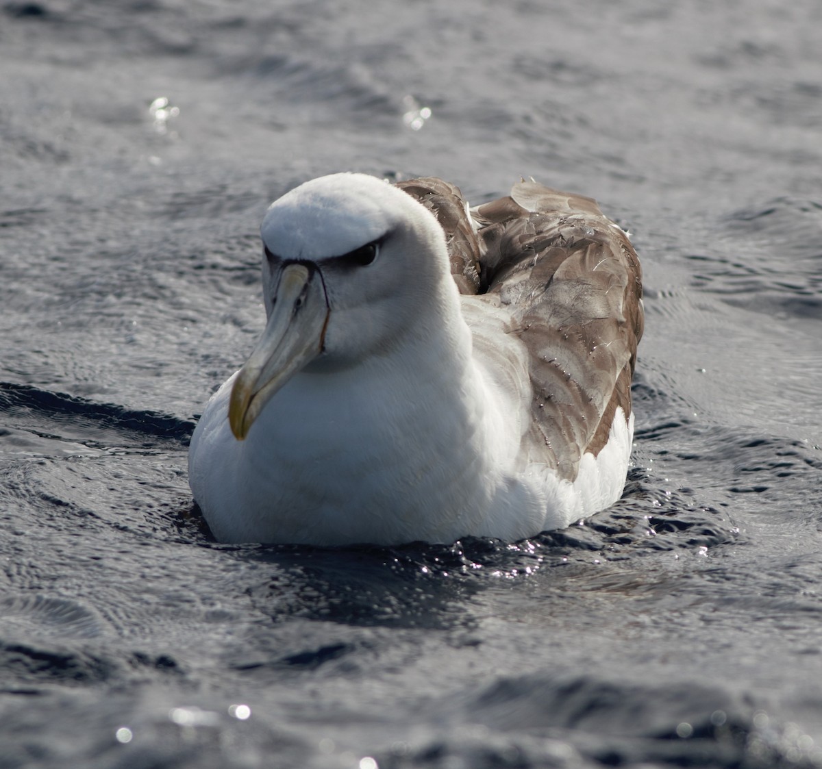 White-capped Albatross - Greg Roberts