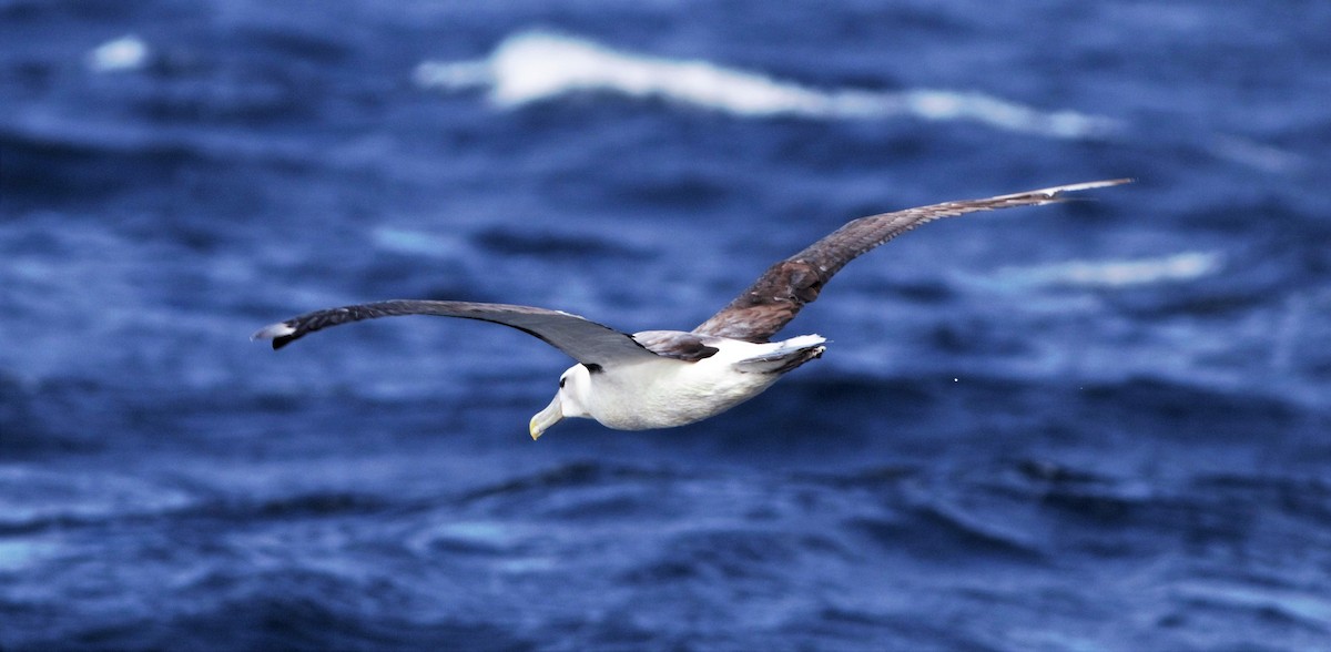 White-capped Albatross - Greg Roberts