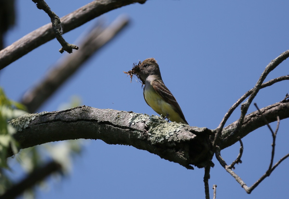 Great Crested Flycatcher - Ron Sempier