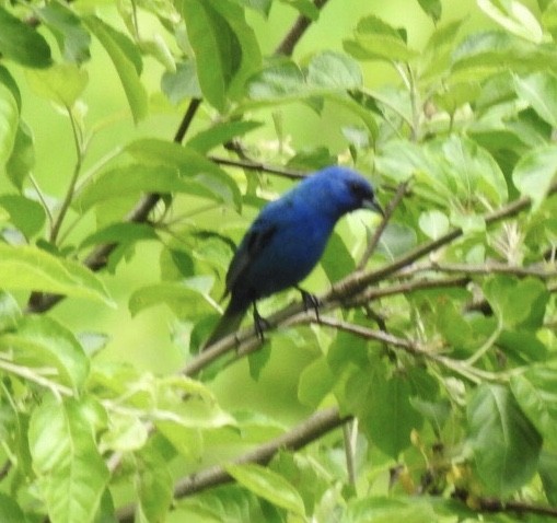 eBird Checklist - 28 May 2018 - Cloud Hill Farm (38.3736,-79.6255) - 6 ...