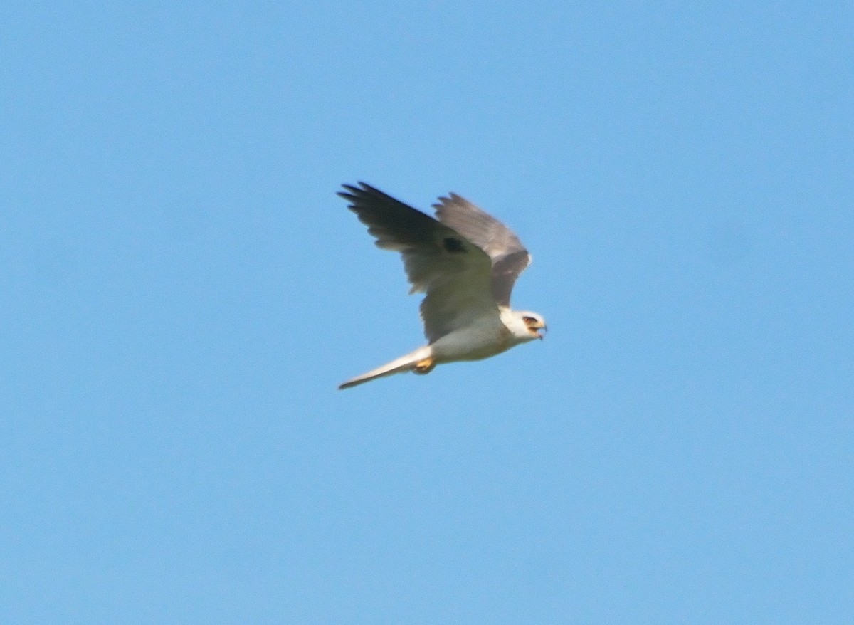 White-tailed Kite - Orlando Jarquín
