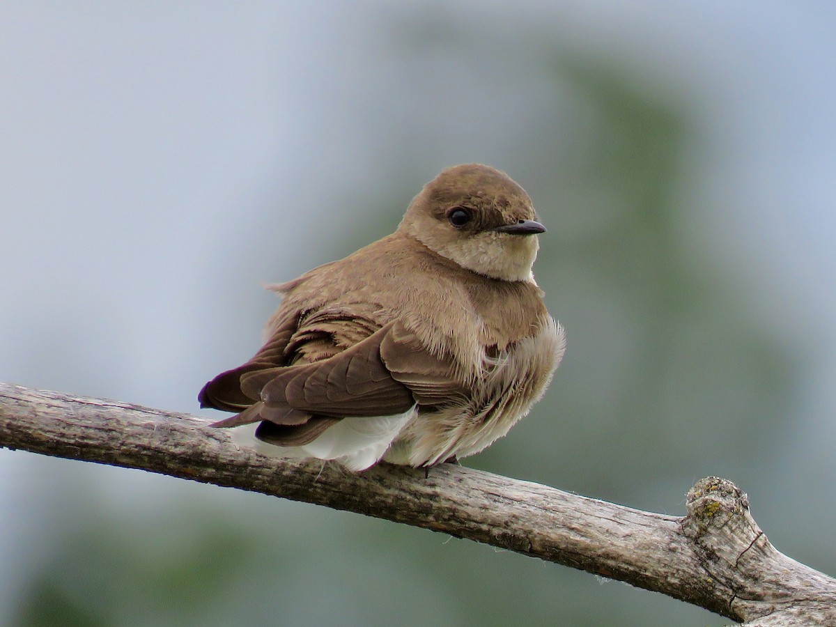 Northern Rough-winged Swallow - Nick Swan
