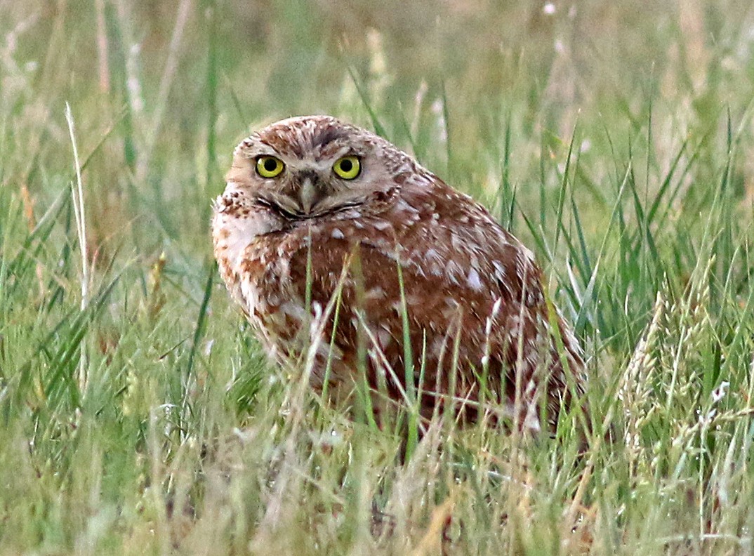 Burrowing Owl - Tom Gannon