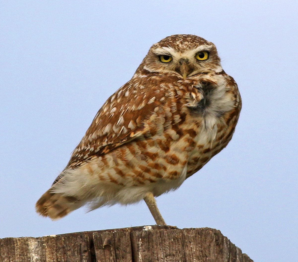 Burrowing Owl - ML103158201