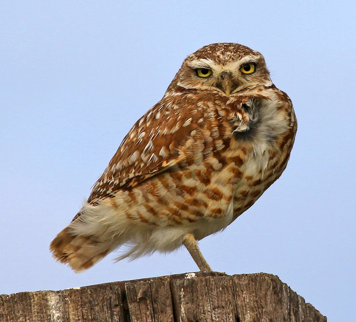 Burrowing Owl - Tom Gannon