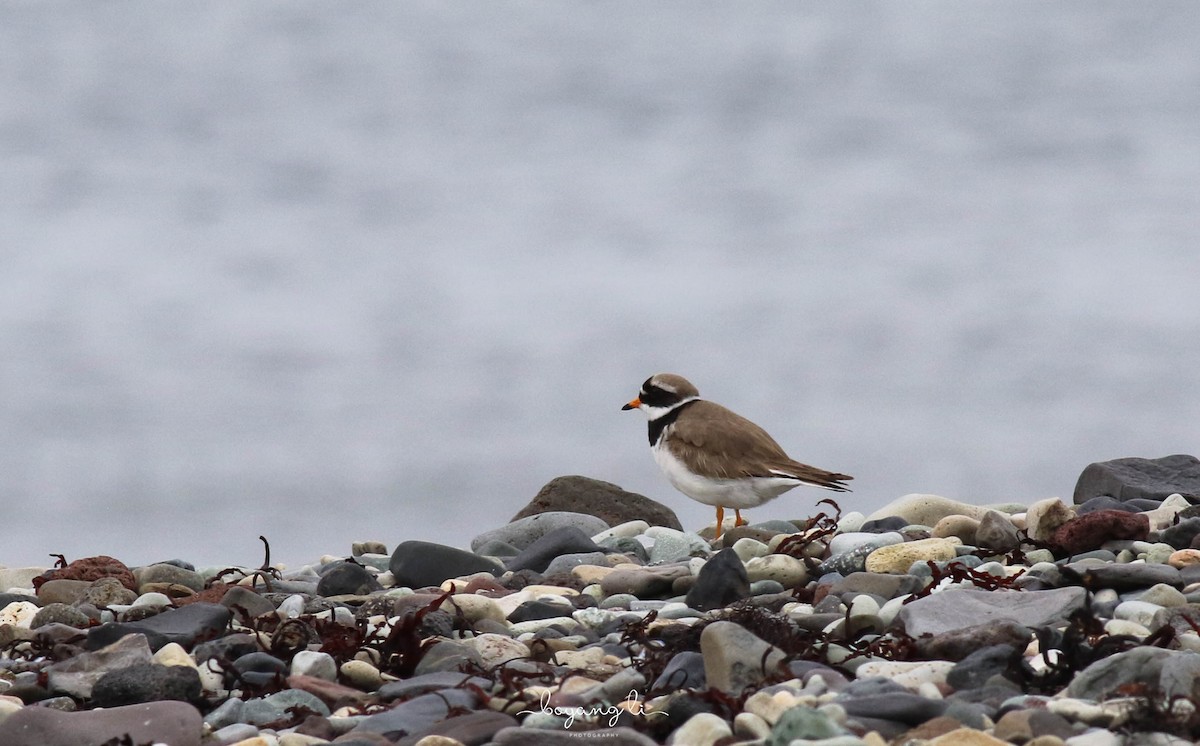 Common Ringed Plover - ML103165761