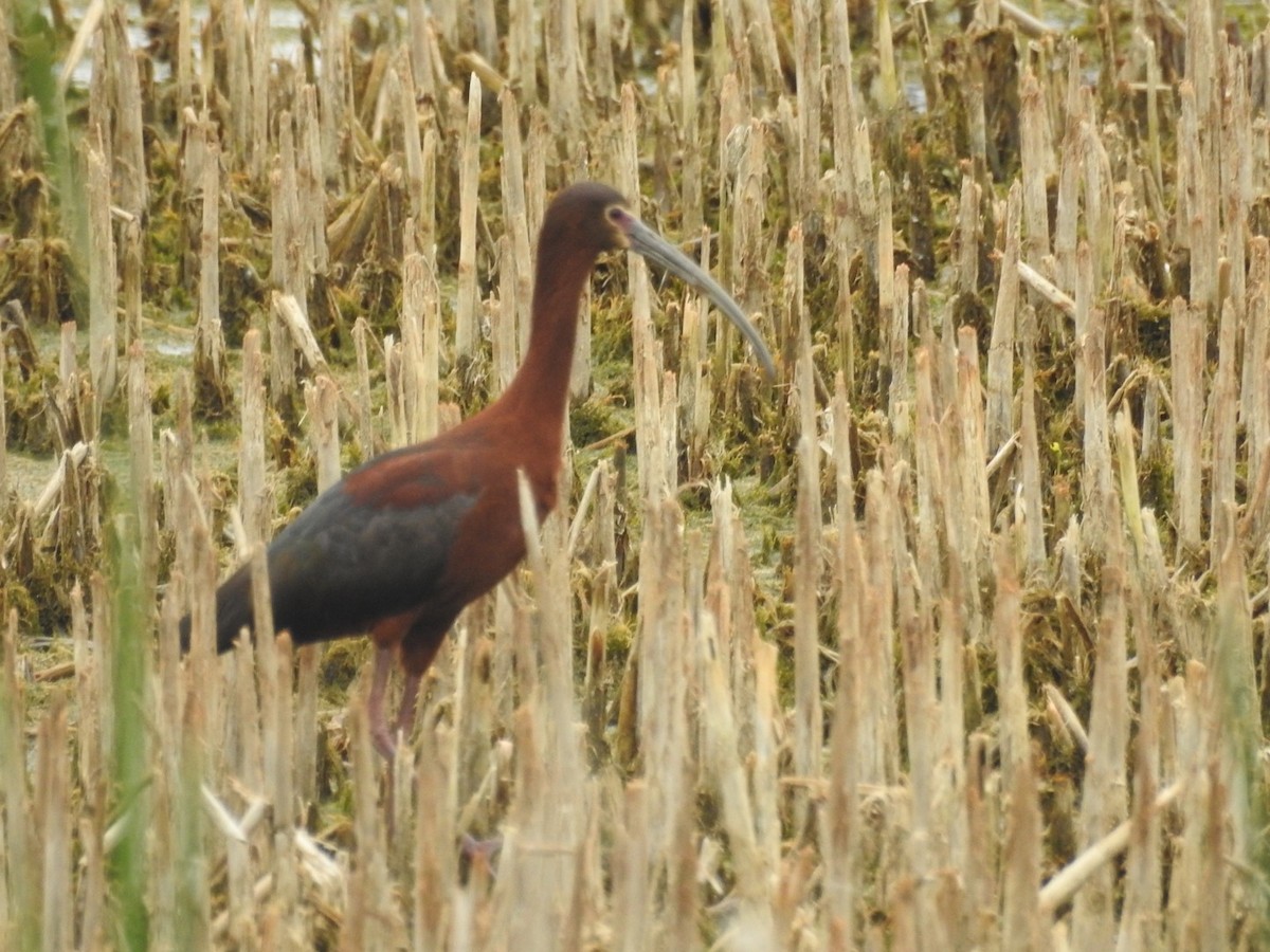 White-faced Ibis - Jack Coulter