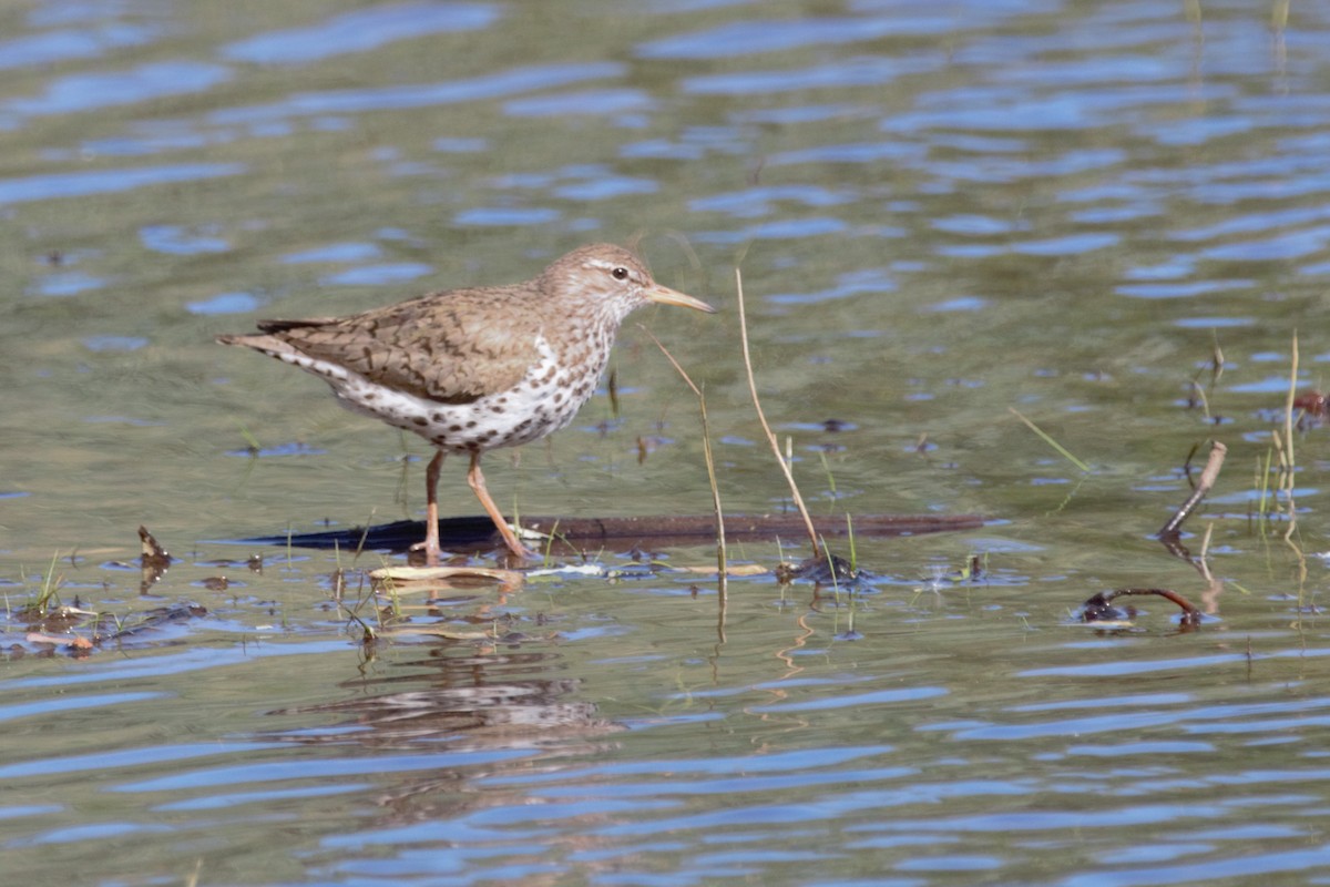 Spotted Sandpiper - Luc Tremblay