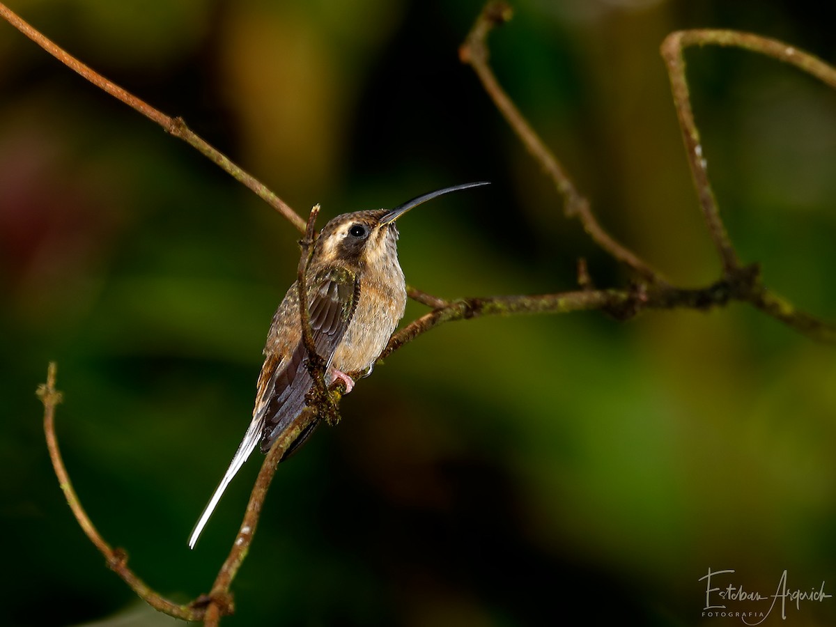 kolibřík temnohrdlý - ML103168851